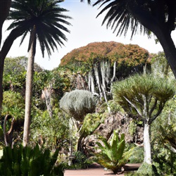 De geheime tuinen van Tenerife: ontdek de botanische schatten van het eiland