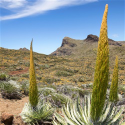 Ontdek de adembenemende natuur van Tenerife: De beste plekken om te genieten van de flora en fauna