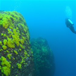 Ontdek de magische onderwaterwereld van Tenerife tijdens een onvergetelijke duikexcursie!