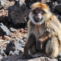 Ontdek de pracht van Tenerife: De toplocaties voor het spotten van wilde dieren op het eiland