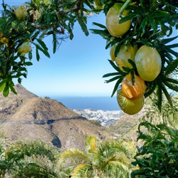 Ontdek het betoverende Granadilla de Abona op Tenerife