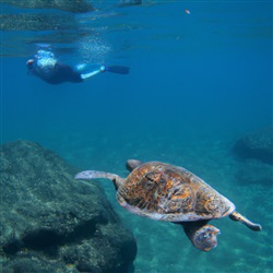 Tenerife: Ontdek de Beste Plekken om te Snorkelen met Schildpadden