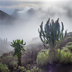 Tenerife voor natuurfotografen: ontdek de adembenemende flora en fauna op het eiland