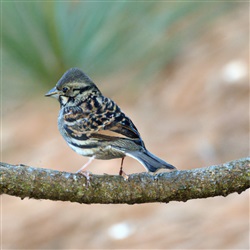 Tenerife voor vogelliefhebbers: ontdek de meest zeldzame vogelsoorten van het eiland